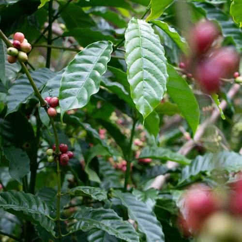 fair trade coffee
